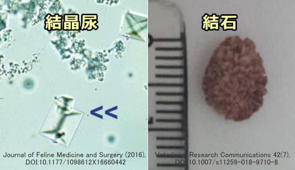 猫におけるストルバイトの結晶尿および結石の所見