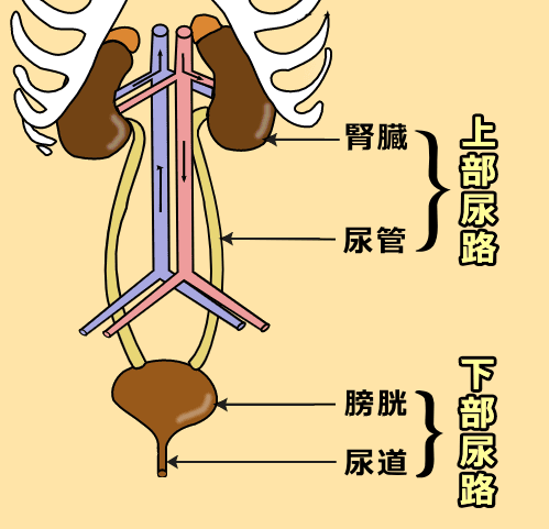 猫の泌尿器解剖模式図～上部尿路（腎臓＋尿管）と下部尿路（膀胱＋尿道）