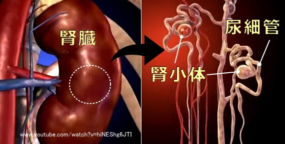 腎臓とネフロンの腎小体・尿細管の模式図