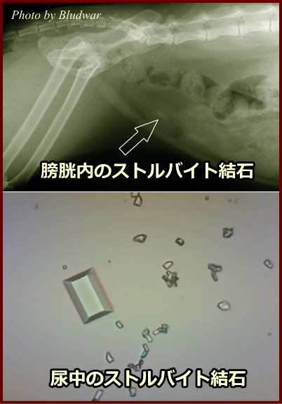 猫の膀胱内、および尿中に観察されるストルバイト結石