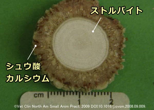 コンパウンド型尿石の一例~病巣部ストルバイト+外層部シュウ酸カルシウム