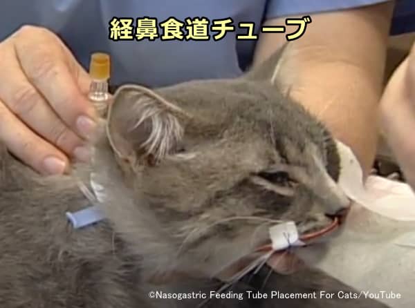 猫の強制給餌～経鼻食道チューブ