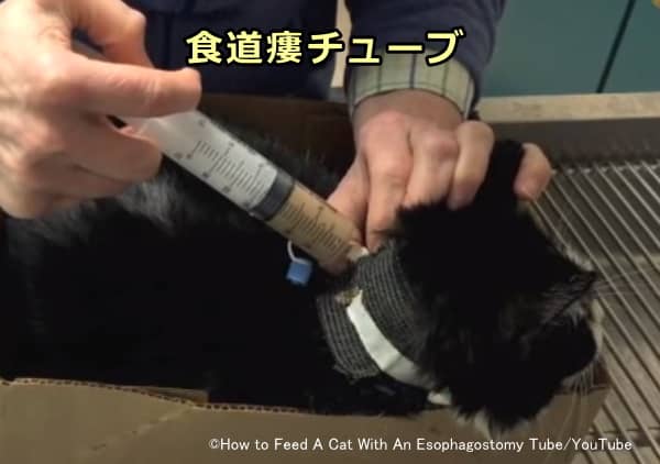 猫の強制給餌～食道瘻チューブ