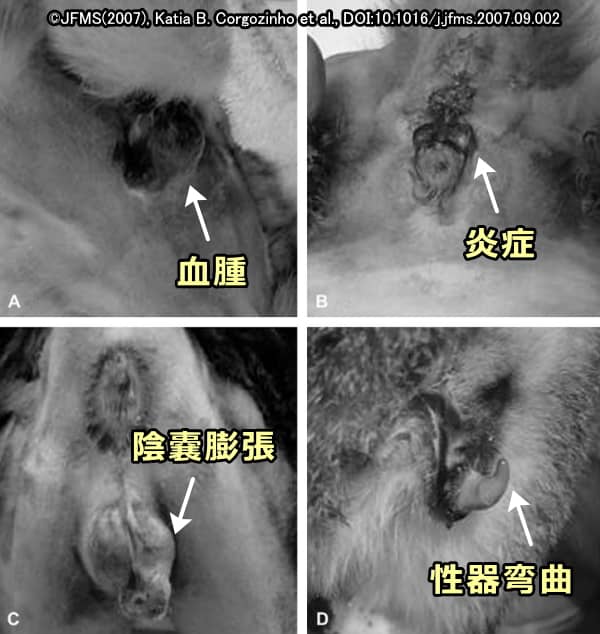 尿道閉塞を起こした猫の会陰部で見られる病変一覧