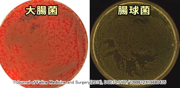 尿培養で確認された大腸菌と腸球菌の肉眼初見