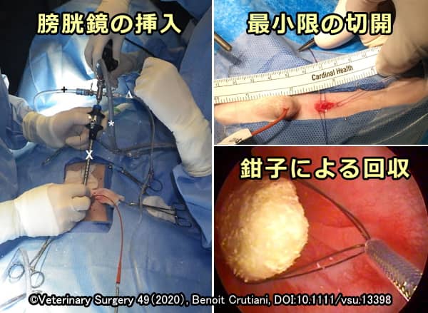 尿道の小さい犬猫に対して行われる経皮的膀胱結石摘出術の施術模様