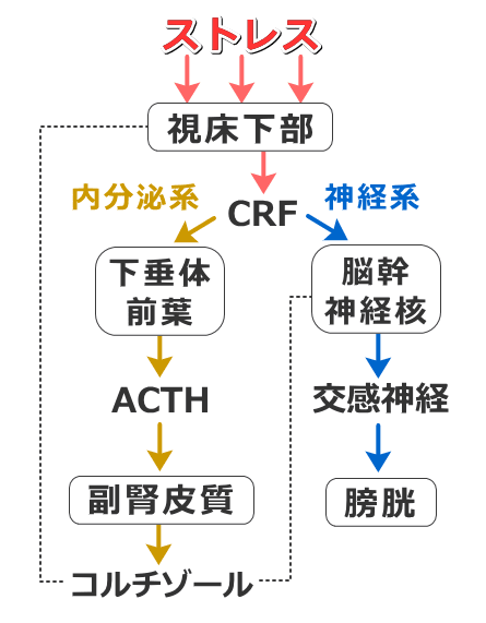 猫の特発性膀胱炎におけるストレス・HPA軸・交感神経系の相互作用