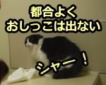 猫は飼い主や獣医の都合に合わせておしっこしてくれない