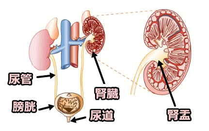 膀胱と尿管、腎盂の位置関係模式図