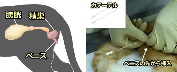 オス猫のペニスの位置とカテーテル挿入