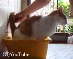 猫の放尿中、ダイレクトにおしっこをキャッチする直接採取法