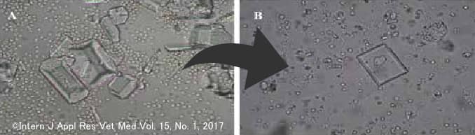 療法食の給餌前後では尿沈渣中のストルバイトが顕著に減少した