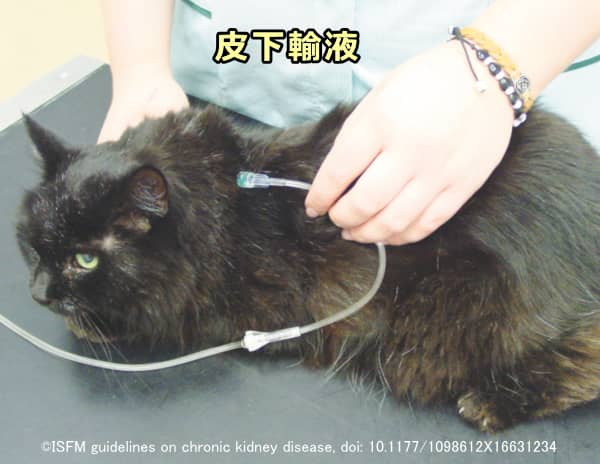 慢性腎不全で脱水気味の猫に対して行われる皮下輸液治療