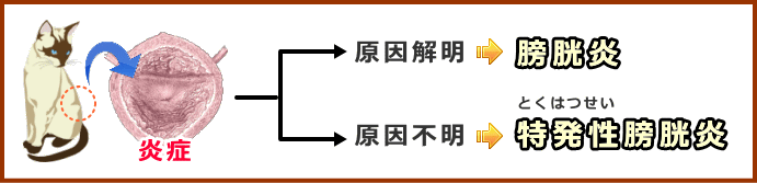 特発性膀胱炎とは、膀胱炎のうち原因がよく分からないものを指す