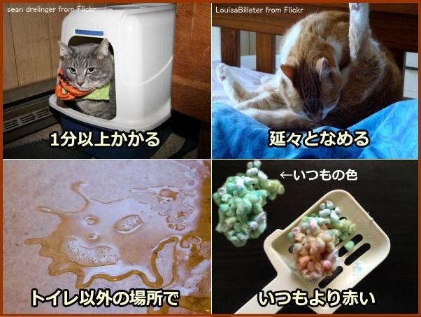 特発性膀胱炎にかかった猫は「血尿」、「粗相」といった特徴的な行動を見せる