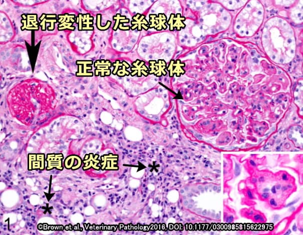 慢性腎不全を発症した猫の腎臓内で見られる典型的な病理組織学的変化