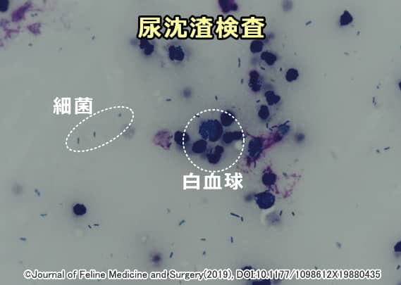 院内で行う尿沈渣検査では血球、細菌、結晶の有無を確認する