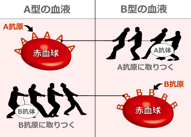 A型血液とB型血液を混ぜると、双方の抗体が互いの抗原を攻撃し、凝集反応が起こる