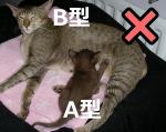 B型の母猫がA型の子猫に授乳すると新生子溶血を起こす