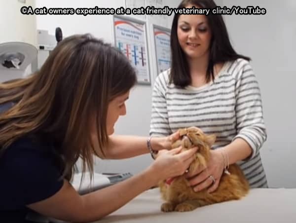 動物病院においては飼い主ができるだけ猫のそばに付き添ってあげたほうが良い