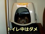 トイレ中の猫を捕まえるのはNG