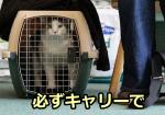 猫を病院へ連れていくときは必ずキャリーに入れて