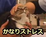 猫を動物病院に連れていくことは、かなりのストレスになる