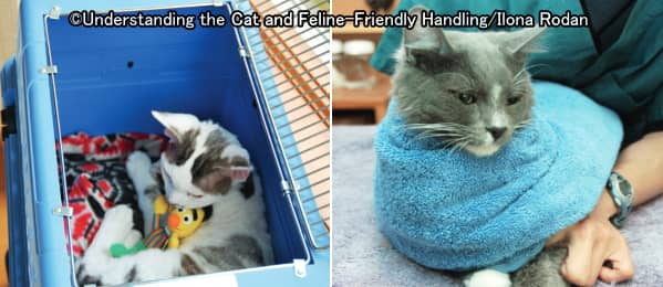 猫の安全毛布は防寒具や保定具としても役立ってくれる