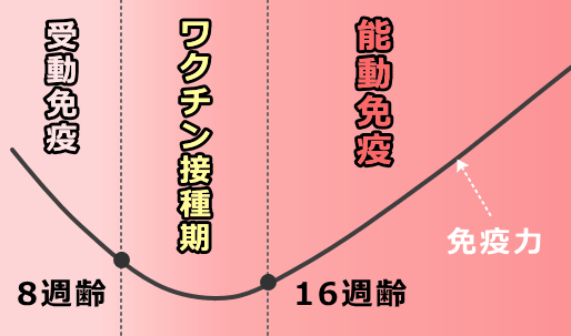 母猫からの受動免疫（移行抗体）の消失とワクチンの接種時期