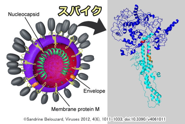 コロナウイルスのスパイク分子構造