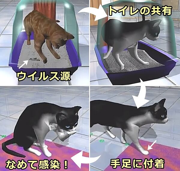 血清型IIの割合が高い日本においては猫伝染性腹膜炎ウイルス（FIPV）の水平感染が糞便を介して起こりうる