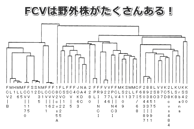 ネコカリシウイルスには野外株がたくさん存在する