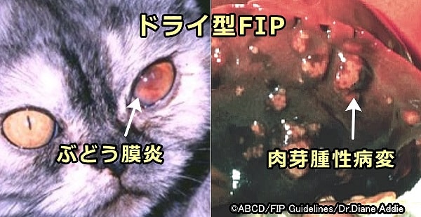 ドライ型FIPの特徴は体のいたるところに散発する肉芽腫性病変