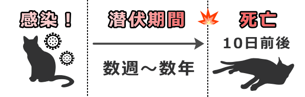 コロナウイルスの感染からFIPの発症まで