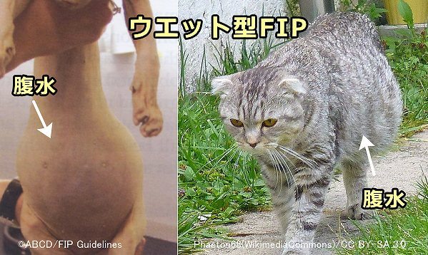 ウエット型FIPの特徴は滲出液による腹水や胸水