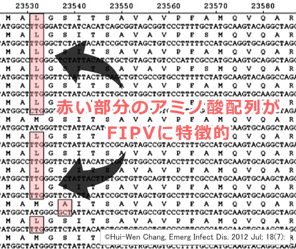 猫伝染性腹膜炎ウイルス(FIPV)では高い確率でスパイクプロテインに特徴的なアミノ酸変異が見られる