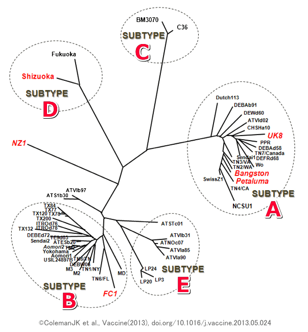 猫免疫不全ウイルス（FIV）の系統分岐図