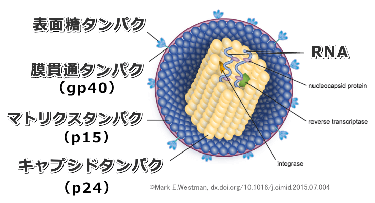 猫免疫不全ウイルス（FIV）のミクロ構造模式図