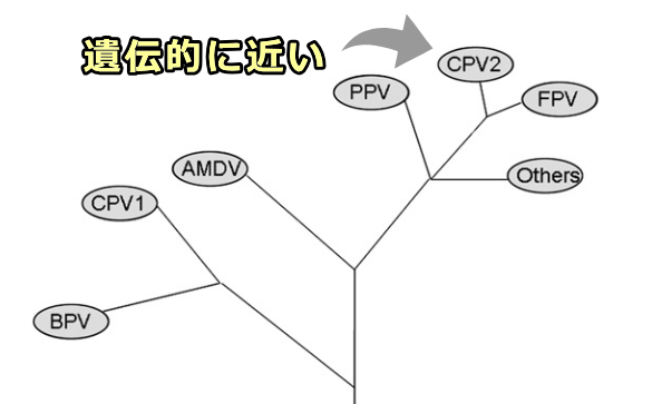 猫汎白血球減少症ウイルス（FPV）と犬パルボウイルス（CPV）は遺伝的に近い