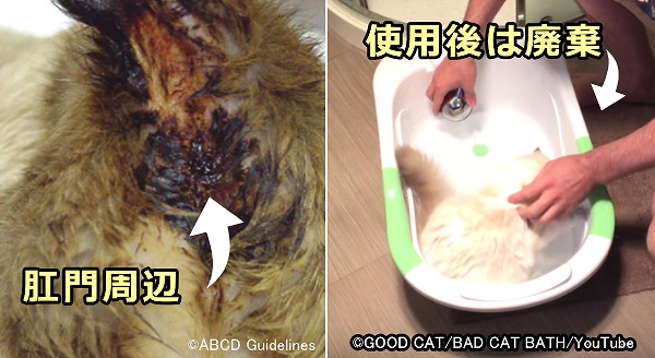 猫汎白血球減少症ウイルス（FPV）に感染した猫からは、回復後徹底的にウイルスを除去する