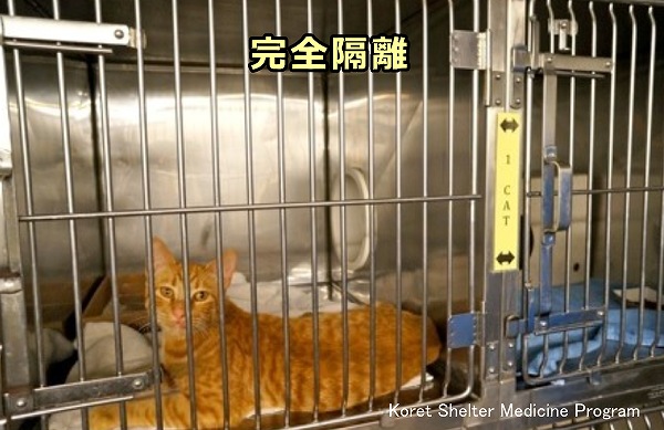 猫汎白血球減少症ウイルス（FPV）に感染した猫は他の猫から完全に隔離する