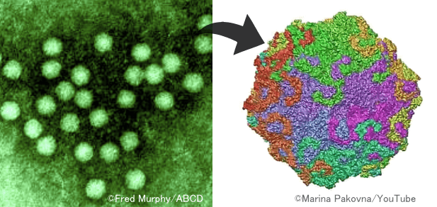 猫汎白血球減少症ウイルス（FPV）の顕微鏡写真と分子構造模式図