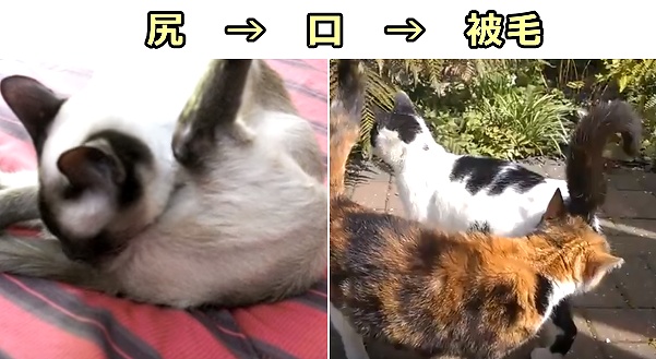 猫汎白血球減少症ウイルス（FPV）はグルーミングを通じて猫の尻→口→被毛へと広がる