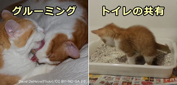 猫コロナウイルスはトイレの共有はお尻をなめた直後の唾液を通じて広がる