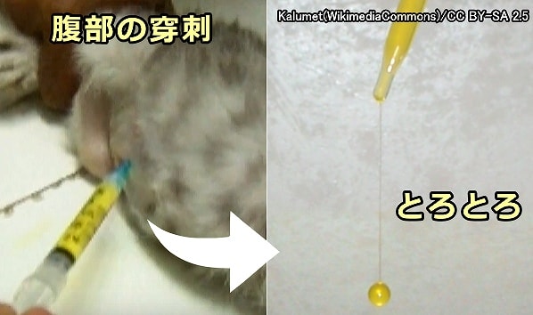 猫伝染性腹膜炎（FIP）の滲出液は黄色みがかっており粘稠度が高い