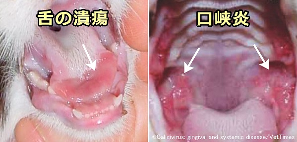 カリシウイルス初期症状としてよく見られる舌炎と口峡炎