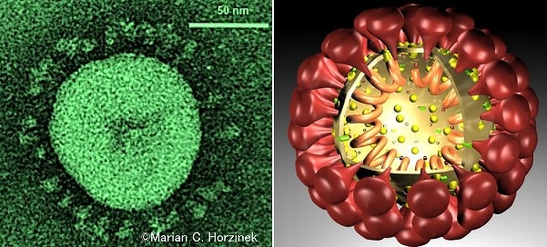 コロナウイルスの電子顕微鏡写真と構造模式図