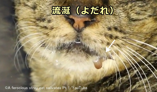 カリシウイルスに感染した猫は口内の痛みから唾液の分泌が増える