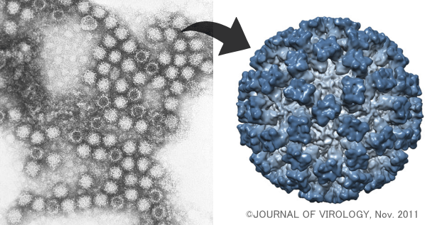 猫カリシウイルス（FCV）の顕微鏡写真と分子構造模式図