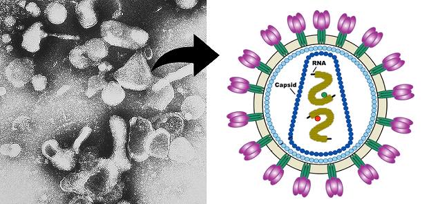 猫白血病ウイルス（FeLV）の顕微鏡写真と構造模式図